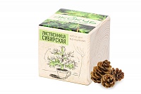 Набор для выращивания «Экокуб», лиственница сибирская, цена: 540 руб.